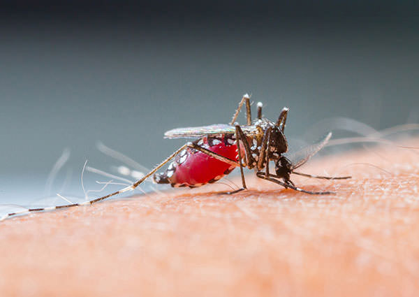 Mosquitos-3