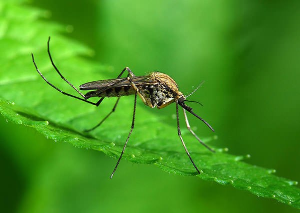 Mosquitos-4