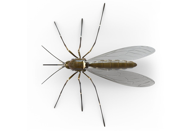 Mosquitos