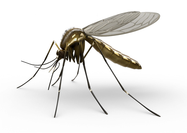Mosquitos