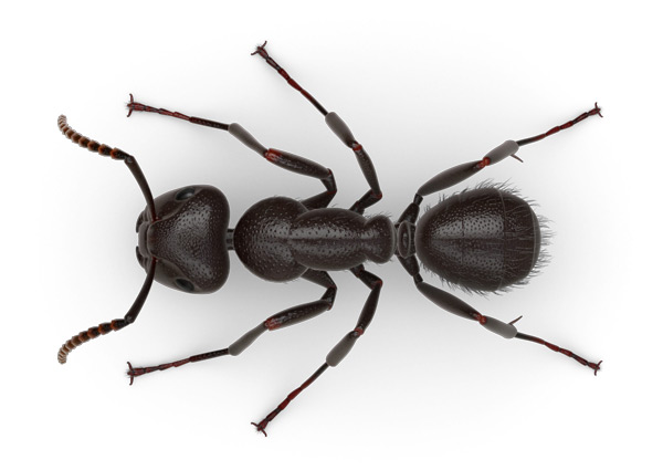 Formiga-de-cupim