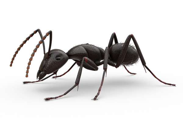 Formiga-de-cupim
