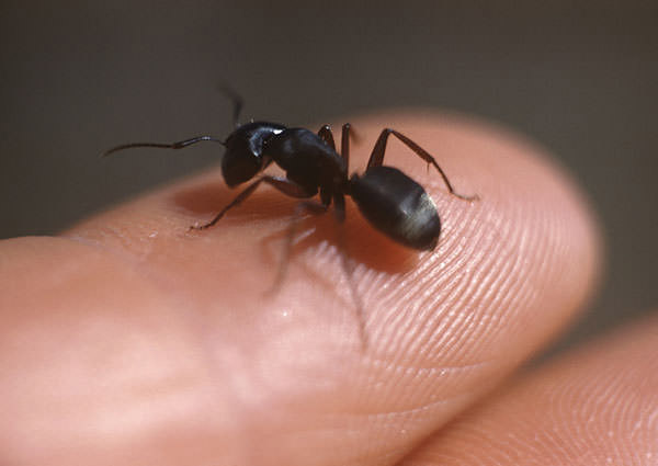 Formiga-de-cupim
