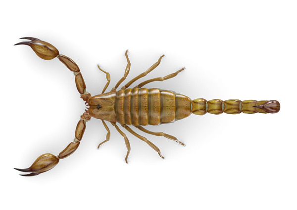 Escorpiões