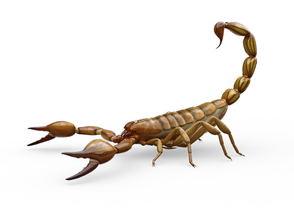 Escorpiões
